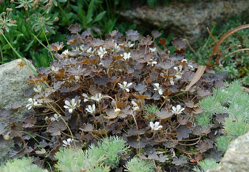 GERANIUM sessiliflorum f. nigricans, здравец  (1350)